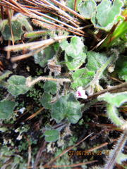 Lobelia ardisiandroides