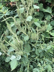 Amaranthus