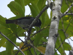 Conirostrum leucogenys