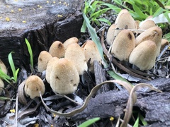 Coprinellus micaceus