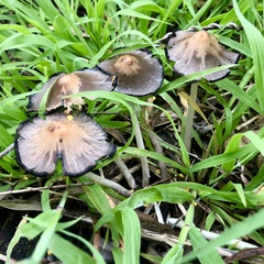Coprinellus micaceus