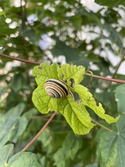 Caucasotachea vindobonensis