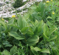 Veratrum lobelianum