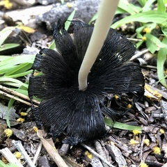 Coprinellus micaceus
