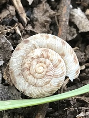 Anguispira strongylodes