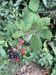 Rubus