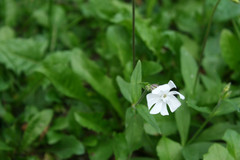 Silene latifolia