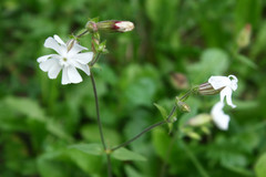 Silene latifolia
