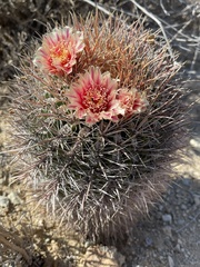 Ferocactus chrysacanthus