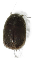 Acrotrichis insularis