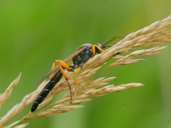 Limerodops
