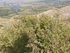 Spiraea hypericifolia
