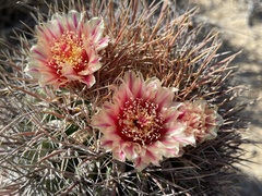 Ferocactus chrysacanthus