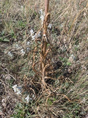 Tragopogon undulatus