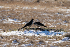 Daptrius albogularis