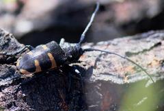 Pycnopsis brachyptera brachyptera