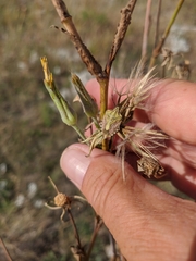 Tragopogon undulatus