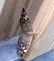 Pararge aegeria