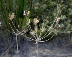 Annesorhiza macrocarpa
