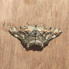 Lassaba interruptaria