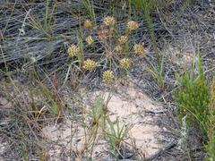 Annesorhiza macrocarpa