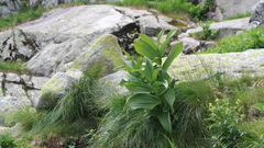 Veratrum lobelianum