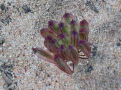 Annesorhiza macrocarpa
