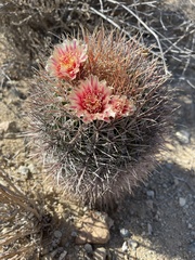 Ferocactus chrysacanthus