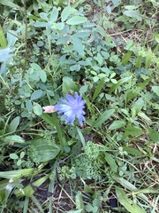 Cichorium intybus