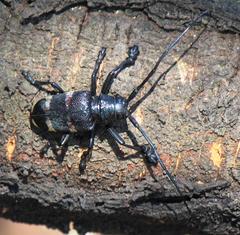 Pycnopsis brachyptera brachyptera