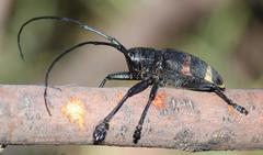 Pycnopsis brachyptera brachyptera