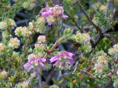 Erica dispar