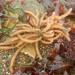 photo of Leather Bryozoan (Flustrellidra corniculata)