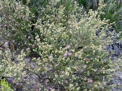 Erica dispar