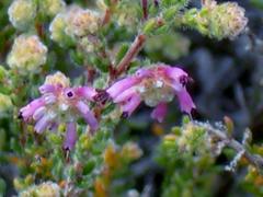 Erica dispar