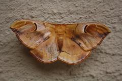 Goodia kuntzei