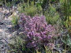 Erica dispar