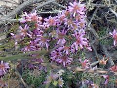 Erica dispar
