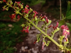 Arachnothryx capitellata