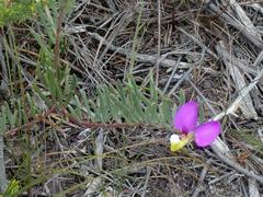 Polygala peduncularis