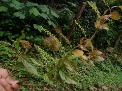 Arachnothryx capitellata