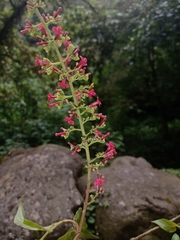 Arachnothryx capitellata