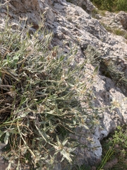 Convolvulus calvertii