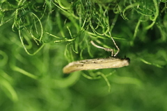 Aspilapteryx tringipennella