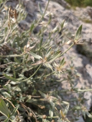 Convolvulus calvertii