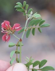 Indigofera reducta