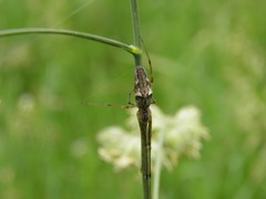 Tetragnatha nigrita
