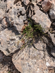 Asperula supina caespitans