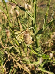 Centaurea chartolepis