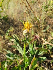 Centaurea chartolepis